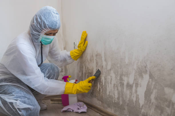 Best Emergency Mold Remediation  in Grantsville, UT