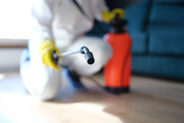 Best Black Mold Removal  in Grantsville, UT