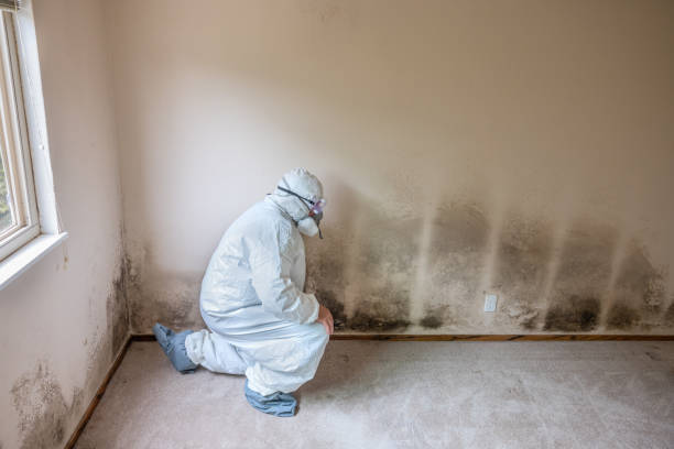 Best Mold Odor Removal Services  in Grantsville, UT